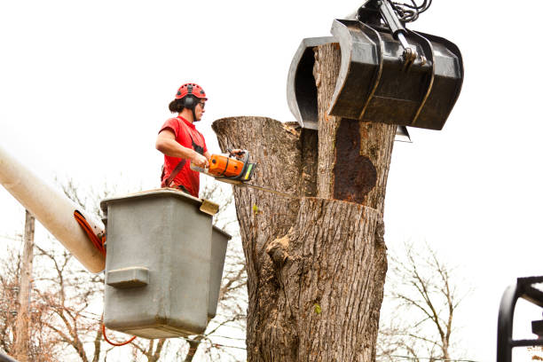 Best Commercial Tree Removal  in USA